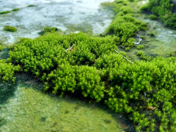 在岩石上的苔藓 其特征是体积小 喜欢潮湿的栖息地 也适用于背景或引文 — 图库照片