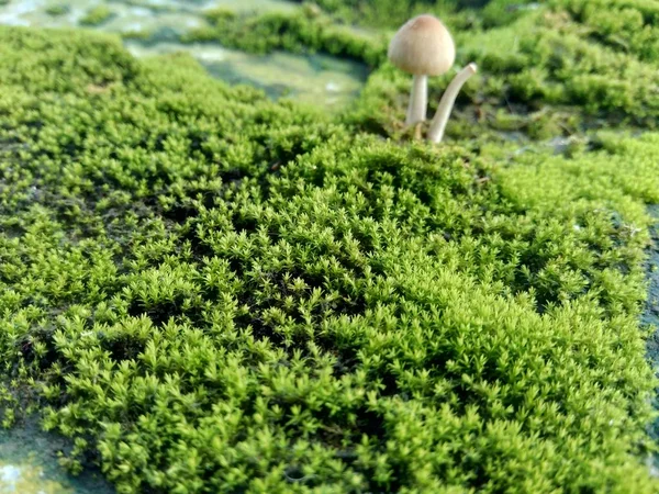 Muschi Bryophyte Sulle Rocce Sono Caratteristicamente Limitati Nelle Dimensioni Preferiscono — Foto Stock