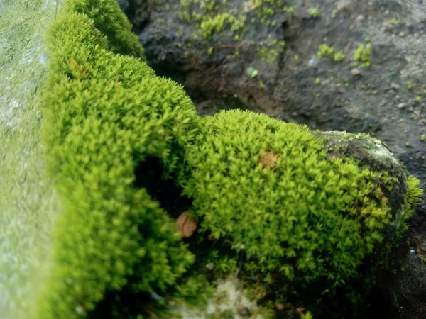 Los Musgos Briófitos Las Rocas Son Característicamente Limitados Tamaño Prefieren — Foto de Stock