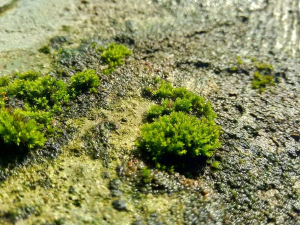 Kayalardaki Yosunlar Bryophyte Tipik Olarak Boyutları Sınırlıdır Nemli Ortamları Tercih — Stok fotoğraf