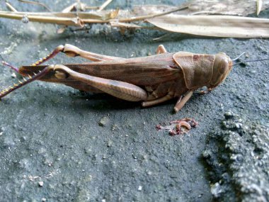 Doğanın arka planında kahverengi çekirge (Caelifera)