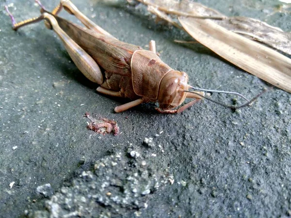 Коричневий Коник Caelifera Природному Фоні — стокове фото