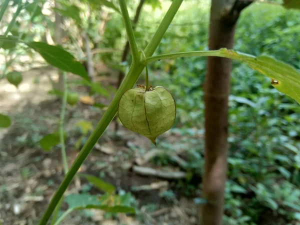 Physalis Angulata Ceplukan Ciplukan Tropical Plant Useful Medicine Fruit — Stock Fotó