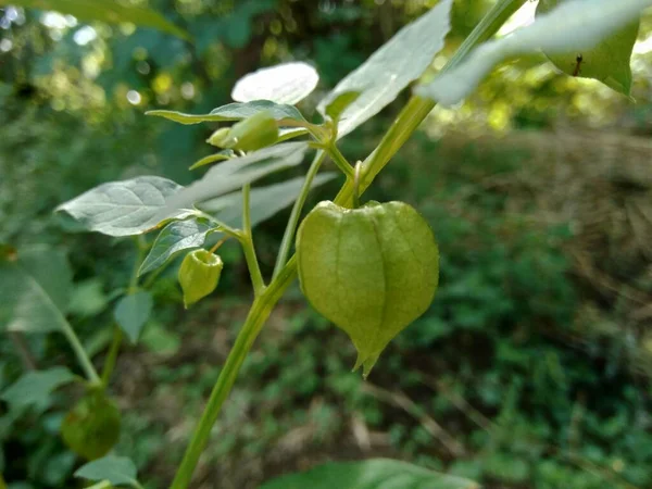 Physalis Angulata Ceplukan Ciplukan Tropical Plant Useful Medicine Fruit — Stockfoto