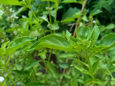 Taze limon fesleğeni (kemangi, Ocimum bazilicum, Ocimum americanum, O basilicum var. Bahçede anisatum Benth, Ocimum africanum, citriodorum, Hoary Basil)..