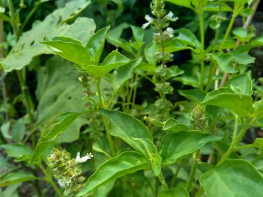 Taze limon fesleğeni (kemangi, Ocimum bazilicum, Ocimum americanum, O basilicum var. Bahçede anisatum Benth, Ocimum africanum, citriodorum, Hoary Basil)..