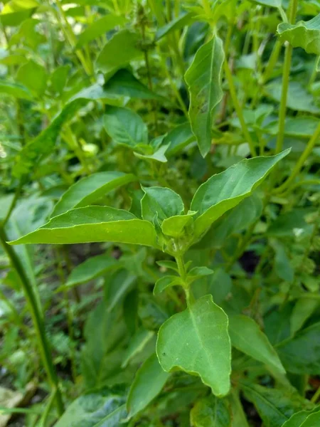 Świeża Bazylika Cytrynowa Kemangi Ocimum Basilicum Ocimum Americanum Basilicum Var — Zdjęcie stockowe