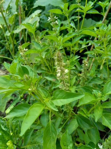 Świeża Bazylika Cytrynowa Kemangi Ocimum Basilicum Ocimum Americanum Basilicum Var — Zdjęcie stockowe