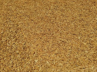 Doğal arka planda çiğ pirinç (Oryza sativa L)