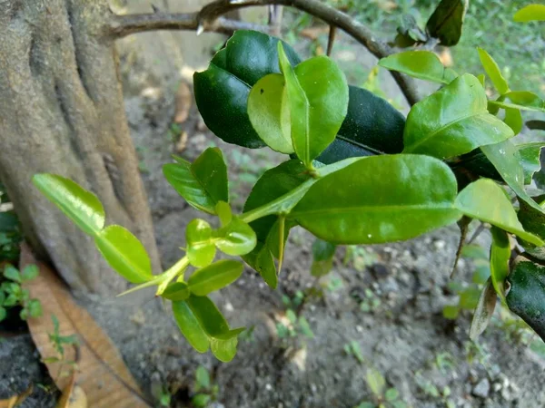 Kaffir Lime Vagy Lime Levelek Citrus Hystrix Természetben — Stock Fotó