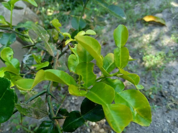 Kapur Kaffir Atau Daun Kapur Citrus Hystrix Latar Belakang Alam — Stok Foto