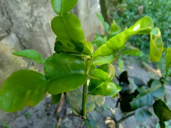 Folhas Cal Limão Kaffir Citrus Hystrix Fundo Natureza — Fotografia de Stock