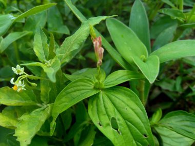 Yabani otlar doğa arka planında