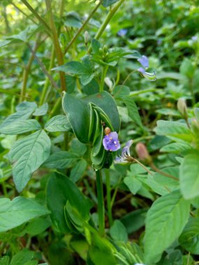 Yabani otlar doğa arka planında
