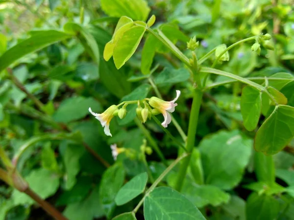 Hierba Malas Hierbas Fondo Naturaleza — Foto de Stock