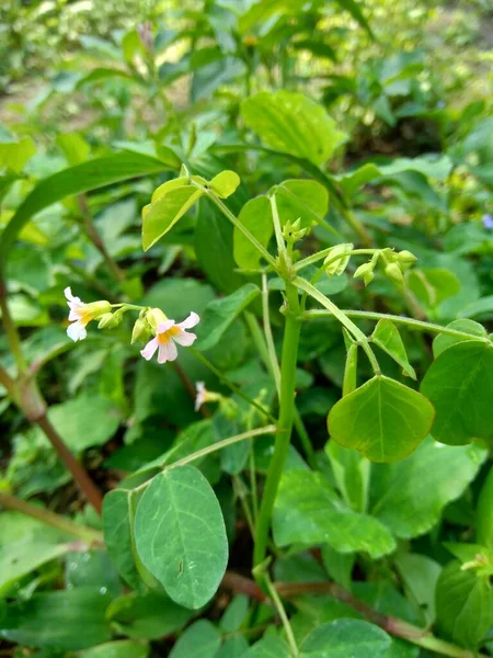 自然界の雑草草は — ストック写真