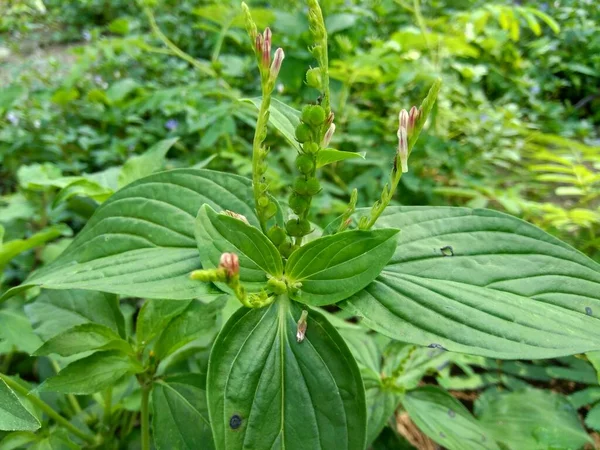 Unkraut Gras Hintergrund Der Natur — Stockfoto