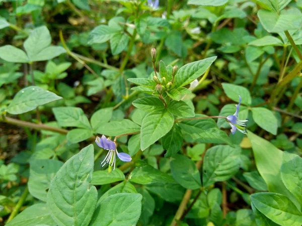 Hierba Malas Hierbas Fondo Naturaleza — Foto de Stock