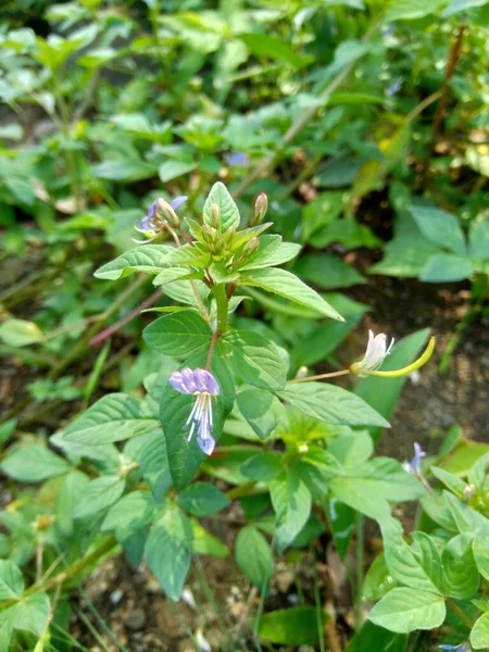 Hierba Malas Hierbas Fondo Naturaleza — Foto de Stock