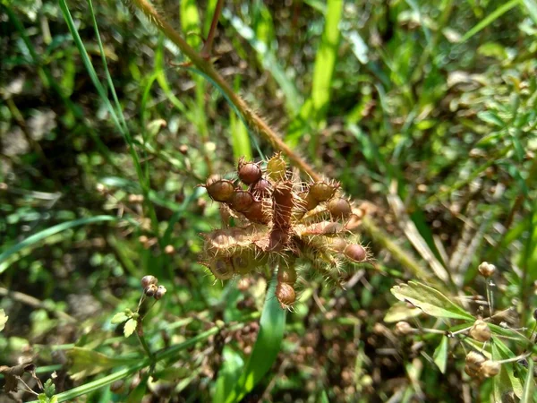 Semente Mimosa Pudica Seca Também Chamada Planta Sensível Planta Sonolenta — Fotografia de Stock