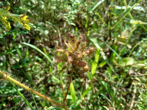 Tør Mimosa Pudica Frø Også Kaldet Følsom Plante Søvnig Plante - Stock-foto