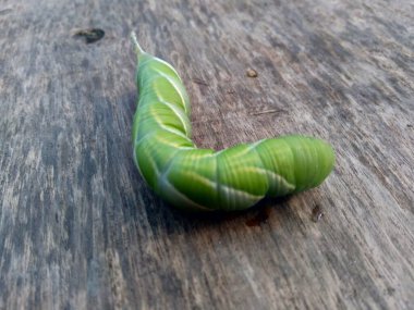 Doğada yaşayan egzotik yeşil tırtıl.