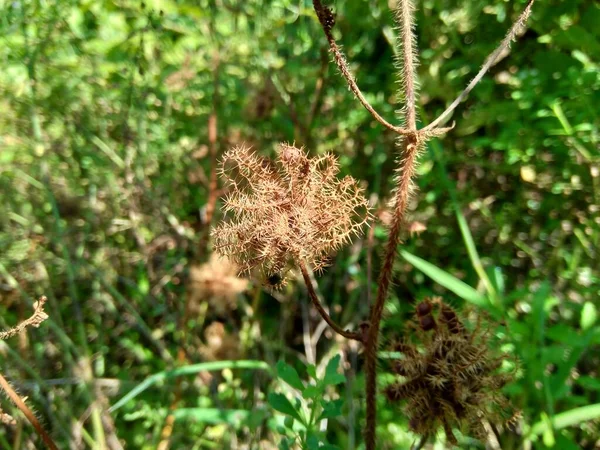 Semente Mimosa Pudica Seca Também Chamada Planta Sensível Planta Sonolenta — Fotografia de Stock