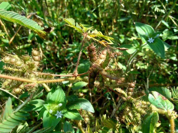 Dry Mimosa Pudica Σπόρος Που Ονομάζεται Επίσης Ευαίσθητο Φυτό Νυσταγμένος — Φωτογραφία Αρχείου