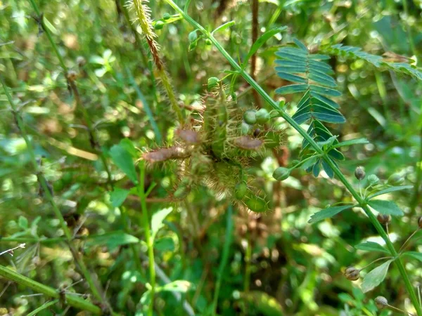 Trockene Mimose Pudica Samen Auch Als Empfindliche Pflanze Schläfrige Pflanze — Stockfoto