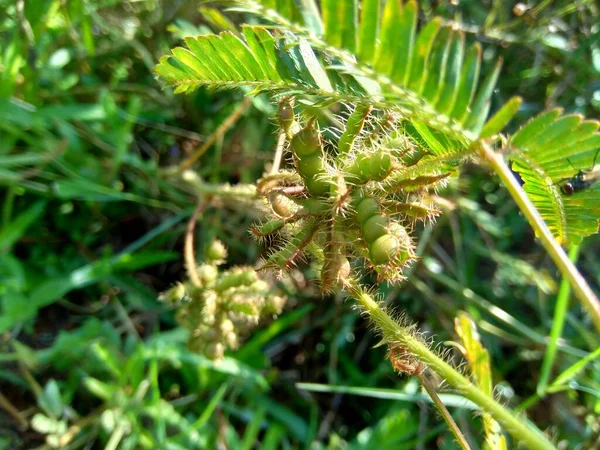 Graine Sèche Mimosa Pudica Également Appelée Plante Sensible Plante Endormie — Photo