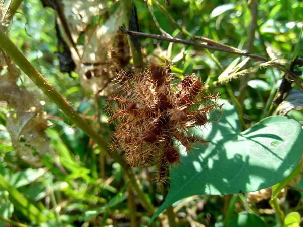 Kuru Mimoza Pudika Tohumu Ayrıca Hassas Bitki Uykulu Bitki Aksiyon — Stok fotoğraf