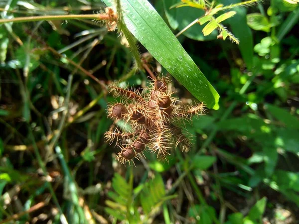 Tør Mimosa Pudica Frø Også Kaldet Følsom Plante Søvnig Plante - Stock-foto