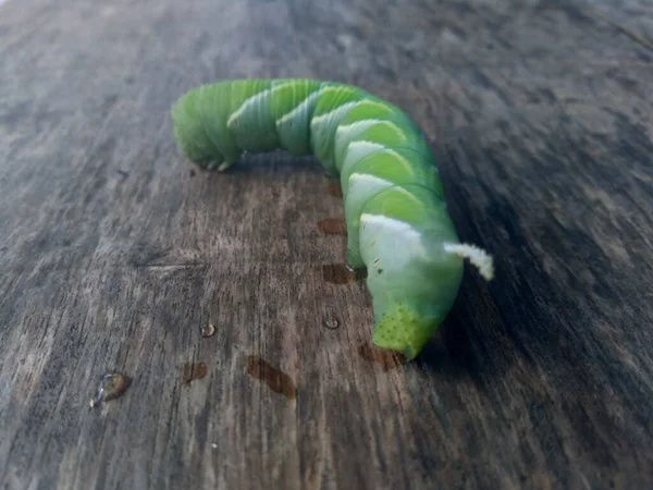 Oruga Verde Exótica Con Fondo Natural — Foto de Stock