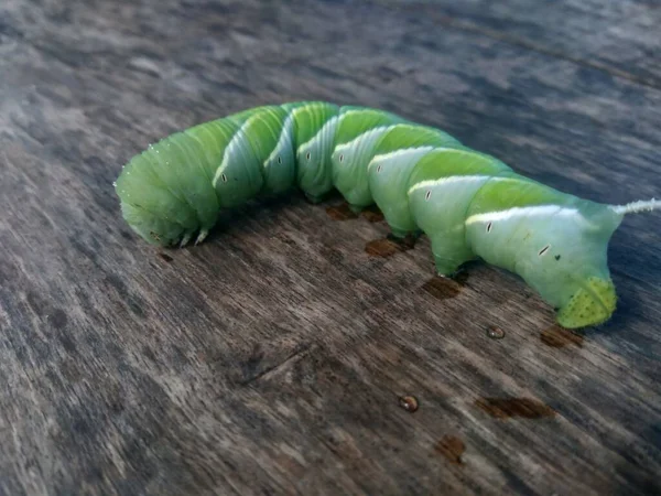 Die Exotische Grüne Raupe Mit Naturhintergrund — Stockfoto