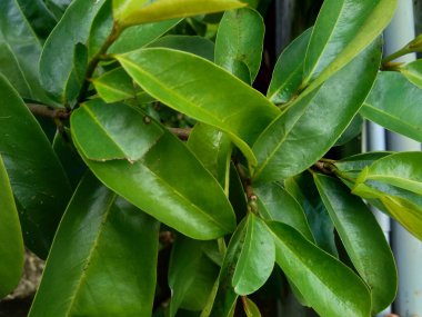 Genç yeşil kaynak suyu laves veya dikenli krema elması. (Annona muricata L.) Karsinom tedavisi için bitki..