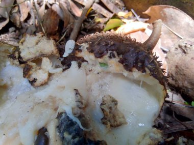 Bahçedeki ağaçta asılı duran çürük kaynak suyu (Annona muricata L. / sirsak / durian belanda)