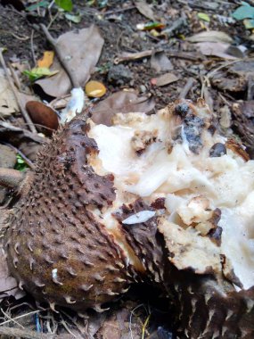 Bahçedeki ağaçta asılı duran çürük kaynak suyu (Annona muricata L. / sirsak / durian belanda)