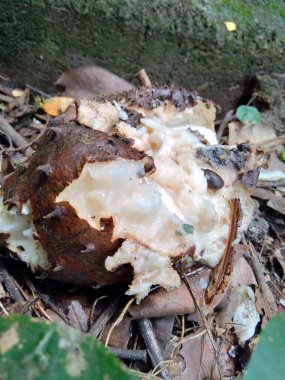 Bahçedeki ağaçta asılı duran çürük kaynak suyu (Annona muricata L. / sirsak / durian belanda)