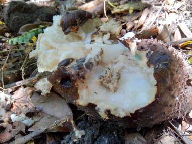 Bahçedeki ağaçta asılı duran çürük kaynak suyu (Annona muricata L. / sirsak / durian belanda)