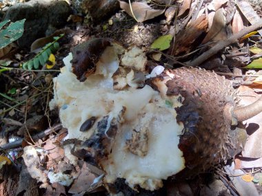 Bahçedeki ağaçta asılı duran çürük kaynak suyu (Annona muricata L. / sirsak / durian belanda)