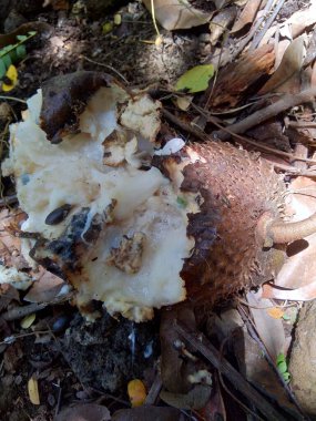 Bahçedeki ağaçta asılı duran çürük kaynak suyu (Annona muricata L. / sirsak / durian belanda)