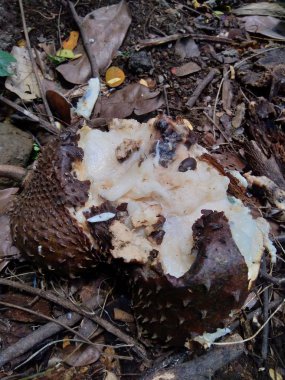 Bahçedeki ağaçta asılı duran çürük kaynak suyu (Annona muricata L. / sirsak / durian belanda)