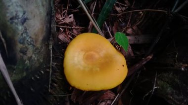 Doğadaki egzotik zehirli mantar.