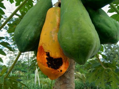 Ağaçtaki papaya (Carica papaya L.) resmini kapat.