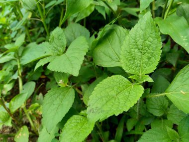 Yeşil yabani otlar doğa arka planında