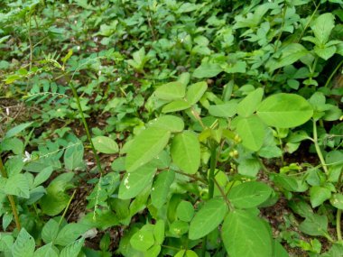 Yeşil yabani otlar doğa arka planında