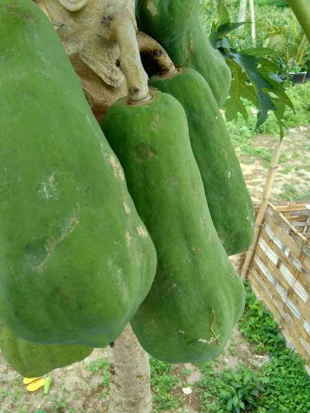 Κοντινό Πλάνο Παπάγια Carica Papaya Στο Δέντρο — Φωτογραφία Αρχείου