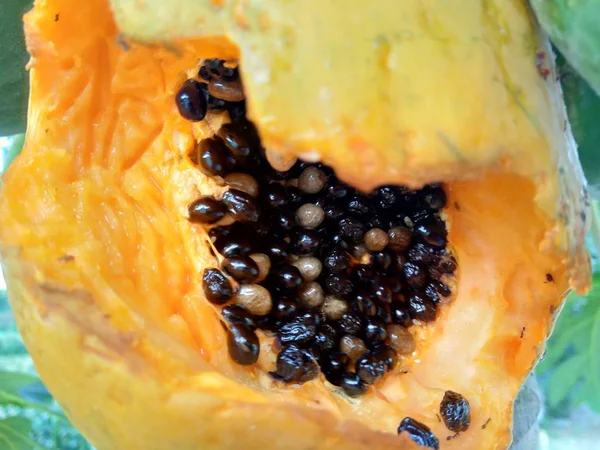 Papaya Carica Papaya Aus Nächster Nähe Auf Dem Baum — Stockfoto