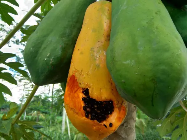 木の上にパパイヤ Carica Papaya を閉じます — ストック写真