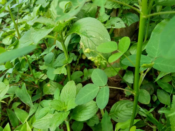 Mauvaises Herbes Vertes Herbe Dans Fond Nature — Photo